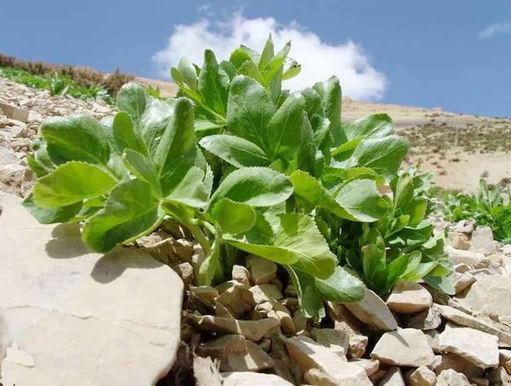 کرفس کوهی لرستان با ویژگی‌های خاص گیاهان کوهستانی